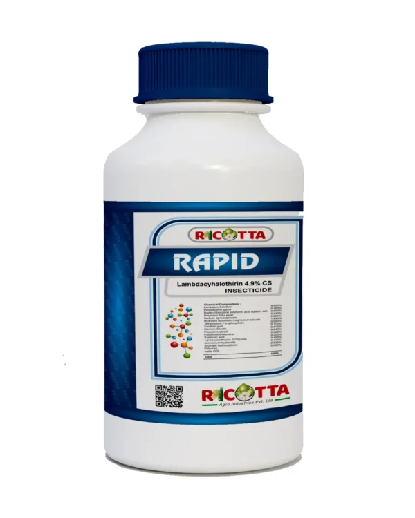 Rapid